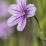 Fotografia 9 da espécie Erodium botrys do Jardim Botânico UTAD