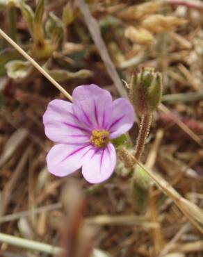 Fotografia 11 da espécie Erodium botrys no Jardim Botânico UTAD