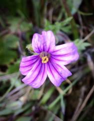 Erodium botrys