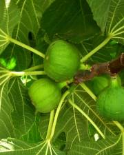 Fotografia da espécie Ficus carica