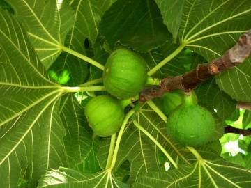 Fotografia da espécie Ficus carica