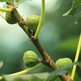 Fotografia da espécie Ficus carica