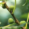 Fotografia 7 da espécie Ficus carica do Jardim Botânico UTAD