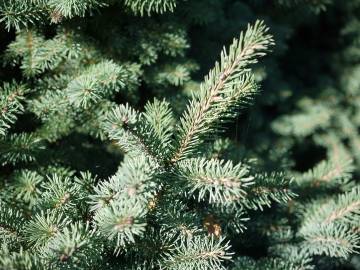 Fotografia da espécie Picea glauca