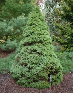 Fotografia 4 da espécie Picea glauca no Jardim Botânico UTAD