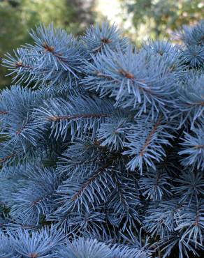 Fotografia 5 da espécie Picea glauca no Jardim Botânico UTAD