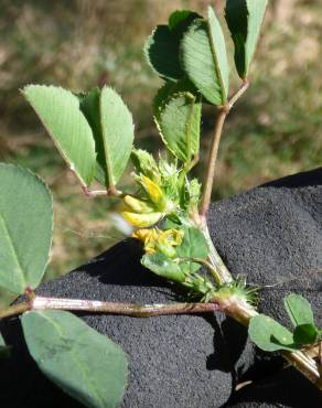 Fotografia 3 da espécie Medicago polymorpha no Jardim Botânico UTAD