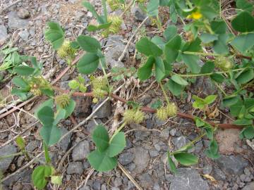 Fotografia da espécie Medicago polymorpha