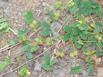 Fotografia da espécie Medicago polymorpha