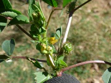 Fotografia da espécie Medicago polymorpha