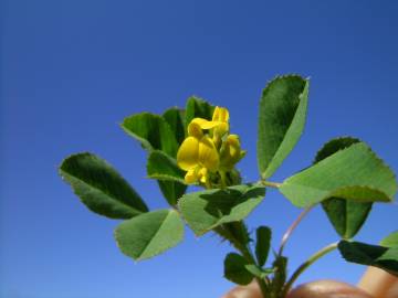 Fotografia da espécie Medicago polymorpha