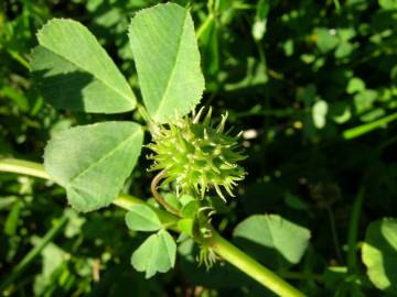 Fotografia da espécie Medicago polymorpha