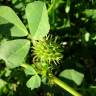 Fotografia 8 da espécie Medicago polymorpha do Jardim Botânico UTAD