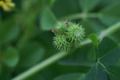 Fotografia da espécie Medicago polymorpha