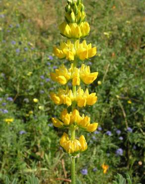 Fotografia 5 da espécie Lupinus luteus no Jardim Botânico UTAD