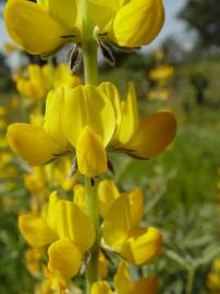 Fotografia da espécie Lupinus luteus