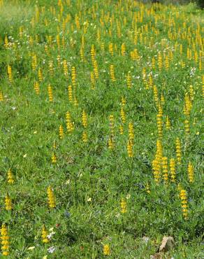 Fotografia 7 da espécie Lupinus luteus no Jardim Botânico UTAD