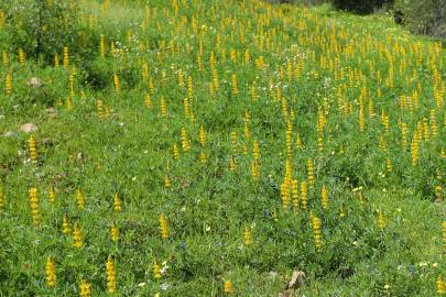 Fotografia da espécie Lupinus luteus