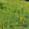 Fotografia 7 da espécie Lupinus luteus do Jardim Botânico UTAD