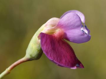 Fotografia da espécie Lathyrus clymenum