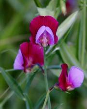 Fotografia da espécie Lathyrus clymenum