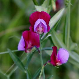 Fotografia da espécie Lathyrus clymenum