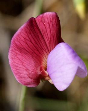 Fotografia 4 da espécie Lathyrus clymenum no Jardim Botânico UTAD