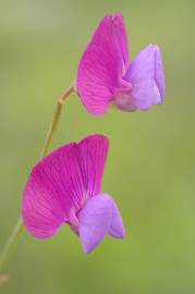 Fotografia da espécie Lathyrus clymenum