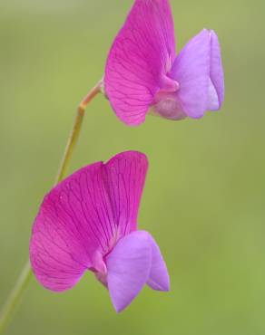 Fotografia 5 da espécie Lathyrus clymenum no Jardim Botânico UTAD