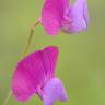 Fotografia 5 da espécie Lathyrus clymenum do Jardim Botânico UTAD