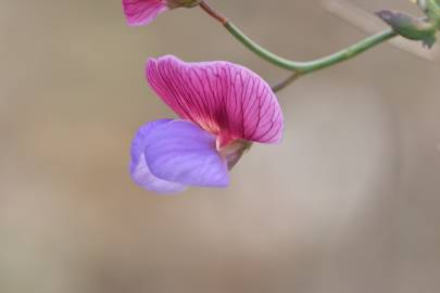 Fotografia da espécie Lathyrus clymenum