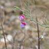 Fotografia 7 da espécie Lathyrus clymenum do Jardim Botânico UTAD