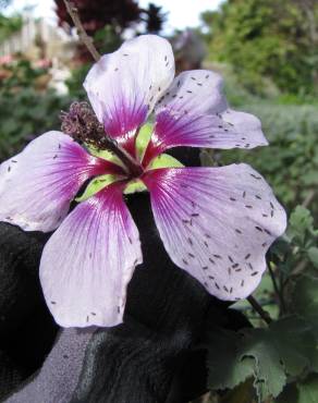 Fotografia 9 da espécie Lavatera maritima no Jardim Botânico UTAD