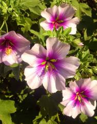 Lavatera maritima