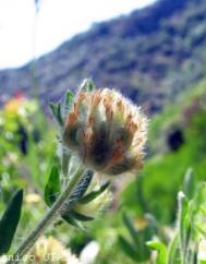 Hymenocarpos cornicina