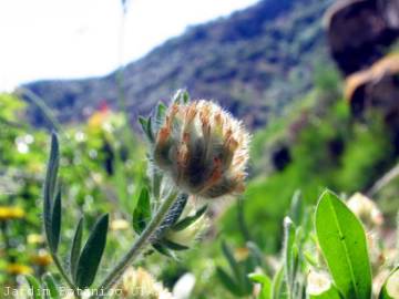 Fotografia da espécie Hymenocarpos cornicina