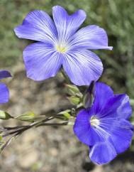 Linum narbonense subesp. barrasii