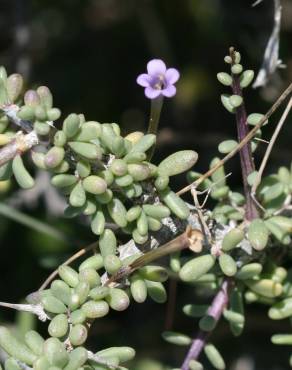 Fotografia 6 da espécie Lycium intricatum no Jardim Botânico UTAD