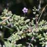 Fotografia 6 da espécie Lycium intricatum do Jardim Botânico UTAD