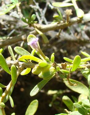 Fotografia 10 da espécie Lycium intricatum no Jardim Botânico UTAD