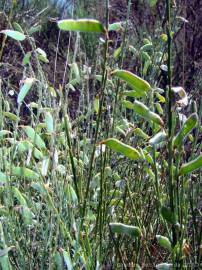 Fotografia da espécie Cytisus multiflorus