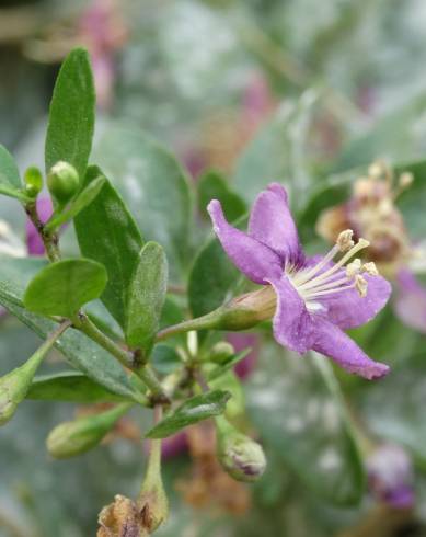 Fotografia de capa Lycium barbarum - do Jardim Botânico