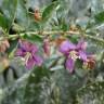 Fotografia 5 da espécie Lycium barbarum do Jardim Botânico UTAD