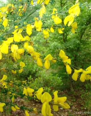 Fotografia 3 da espécie Cytisus striatus no Jardim Botânico UTAD