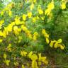 Fotografia 3 da espécie Cytisus striatus do Jardim Botânico UTAD