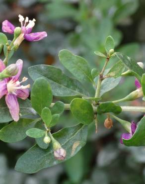 Fotografia 7 da espécie Lycium barbarum no Jardim Botânico UTAD