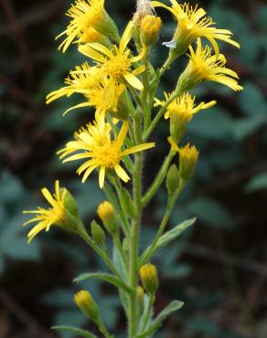 Fotografia 10 da espécie Inula viscosa no Jardim Botânico UTAD