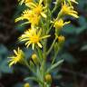 Fotografia 10 da espécie Inula viscosa do Jardim Botânico UTAD