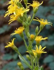 Inula viscosa