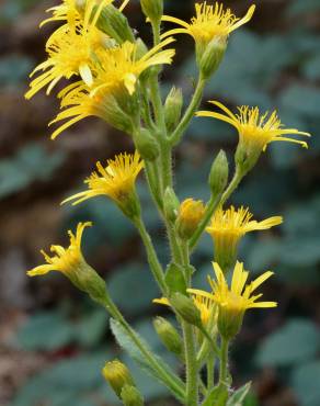 Fotografia 1 da espécie Inula viscosa no Jardim Botânico UTAD